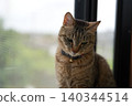 Birch cat 140344514