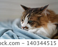 Cat on the bed 140344515