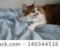 Cat staring 140344516