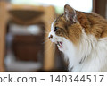 A cat staring at you 140344517