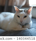 Lying cat 140344518