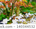 它開了花。 140344532