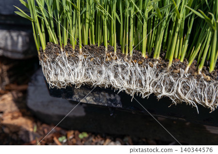 Rice seedlings in seedling trays; variety: Tsuyahime 140344576