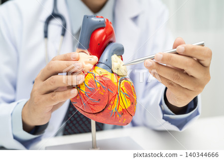 Cardiovascular disease CVD, Asian doctor holding human anatomy model for learn and treat heart disease. Cardiovascular disease CVD, Asian doctor holding human anatomy model for learn and treat heart disease. 140344666
