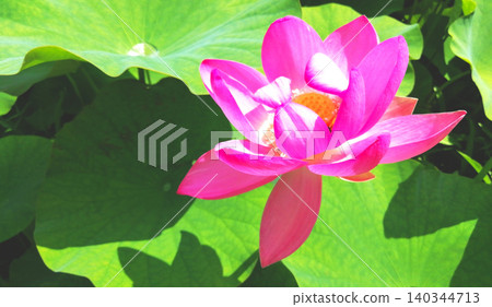Flowers blooming in the lotus pond, bathed in the early summer sun. Flowers blooming in the lotus pond, bathed in the early summer sun. 140344713