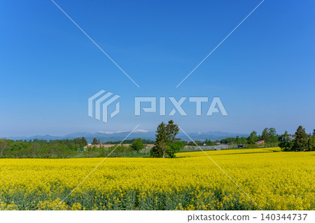 瀧川油菜花節:北海道瀧川市,金黃色的油菜花田和蔚藍的天空交相輝映。 瀧川油菜花節:北海道瀧川市,金黃色的油菜花田和蔚藍的天空交相輝映。 140344737