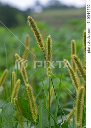 Setaria pumila in a lush green field highlighting the unique seed heads of yellow foxtail during a cloudy day in late spring or early summer Setaria pumila in a lush green field highlighting the unique seed heads of yellow foxtail during a cloudy day in late spring or early summer 140344762