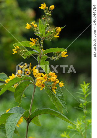 Bright yellow blooms of Lysimachia vulgaris thrive in a lush garden setting during the warm summer months Bright yellow blooms of Lysimachia vulgaris thrive in a lush garden setting during the warm summer months 140344764