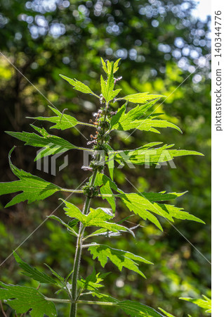 Motherwort plant showcasing vibrant green leaves and flowering spikes in a natural outdoor setting during daylight Motherwort plant showcasing vibrant green leaves and flowering spikes in a natural outdoor setting during daylight 140344776
