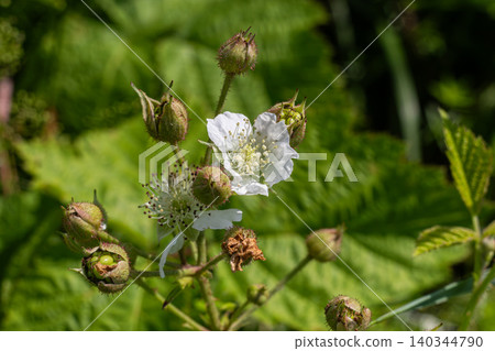 Blackberry plant with blooming white flowers and green leaves in a natural setting on a sunny day 140344790