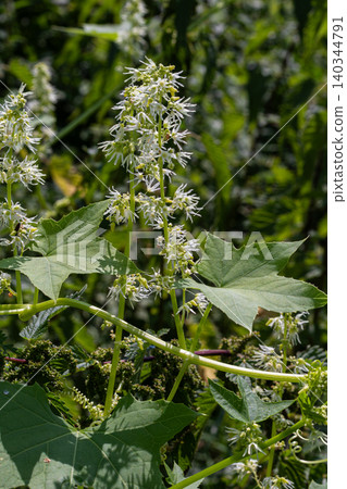 Wild cucumber Echinocystis lobata blooming abundantly in a lush green habitat during late spring showcasing its distinctive white flowers and foliage 140344791