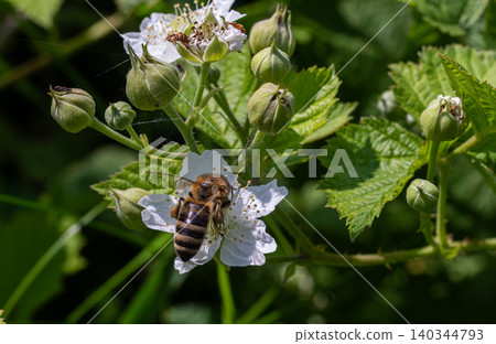Bees pollinating blackberries in a lush garden during spring showcasing vibrant flowers and fruit development in natural surroundings Bees pollinating blackberries in a lush garden during spring showcasing vibrant flowers and fruit development in natural surroundings 140344793