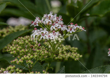 Dwarf elder blossoming with clusters of white flowers and developing green berries in a lush forest environment during springtime Dwarf elder blossoming with clusters of white flowers and developing green berries in a lush forest environment during springtime 140344794