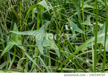 Common arrowhead plants thrive in a wetland ecosystem showcasing their unique foliage during summer growth season in a freshwater habitat Common arrowhead plants thrive in a wetland ecosystem showcasing their unique foliage during summer growth season in a freshwater habitat 140344797
