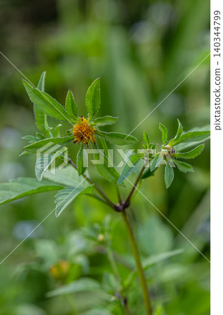 Three-lobe beggarticks showcases vibrant flowers and lush foliage in a natural habitat during bright daylight Three-lobe beggarticks showcases vibrant flowers and lush foliage in a natural habitat during bright daylight 140344799