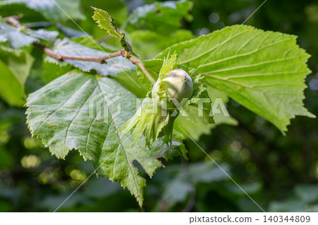 Common hazel branch with developing nut and vibrant green leaves in a wooded area during springtime Common hazel branch with developing nut and vibrant green leaves in a wooded area during springtime 140344809