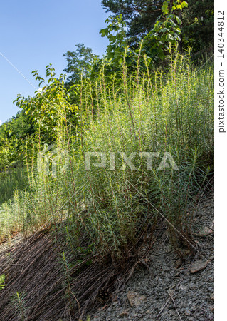 Fireweed thrives along the hillside showcasing vibrant green shafts under the clear blue sky during a sunny summer afternoon Fireweed thrives along the hillside showcasing vibrant green shafts under the clear blue sky during a sunny summer afternoon 140344812