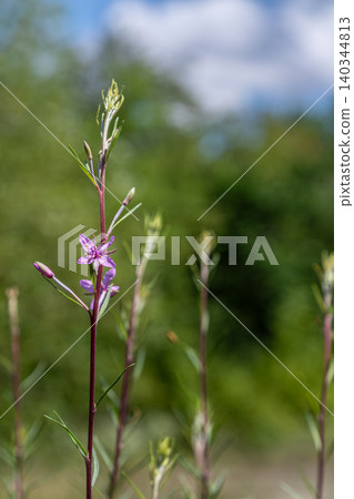 Beautiful display of fireweed blooms in a sunny garden setting during late spring 140344813