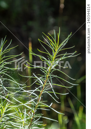 Beautiful fireweed plant showcasing delicate green foliage in a natural habitat during sunny summer afternoon 140344814