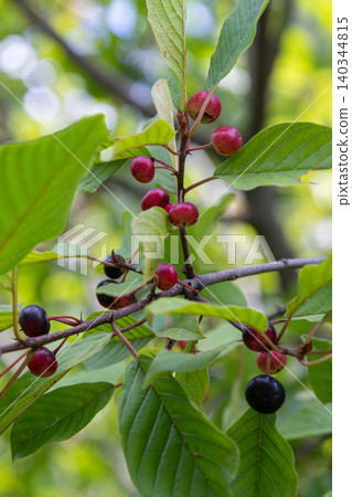 Frangula alnus displays ripe and unripe berries on its branches surrounded by vibrant green leaves in a natural habitat during late summer Frangula alnus displays ripe and unripe berries on its branches surrounded by vibrant green leaves in a natural habitat during late summer 140344815