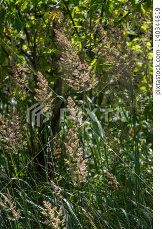 Wood small-reed displaying tall feathery spikes amidst lush greenery near a forest edge during summer Wood small-reed displaying tall feathery spikes amidst lush greenery near a forest edge during summer 140344819
