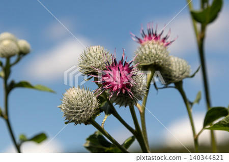 Woolly Burdock flower featuring vibrant purple bracts amidst green foliage under a clear blue sky in late summer Woolly Burdock flower featuring vibrant purple bracts amidst green foliage under a clear blue sky in late summer 140344821