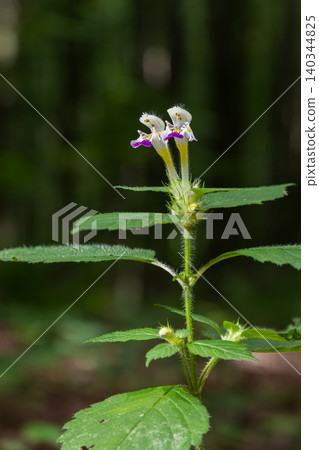 Large-flowered hemp-nettle showcases purple and white flowers in a lush green forest habitat during springtime 140344825