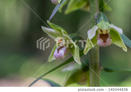 Violet helleborine blossoms in a wooded setting during late spring showcasing delicate pale green flowers among lush foliage Violet helleborine blossoms in a wooded setting during late spring showcasing delicate pale green flowers among lush foliage 140344836