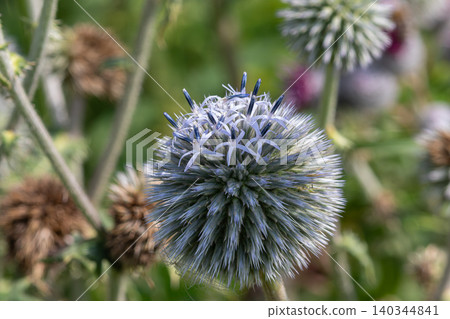 Echinops sphaerocephalus blooms under daylight in a natural garden setting showcasing its distinctive globe shape and vibrant colors Echinops sphaerocephalus blooms under daylight in a natural garden setting showcasing its distinctive globe shape and vibrant colors 140344841