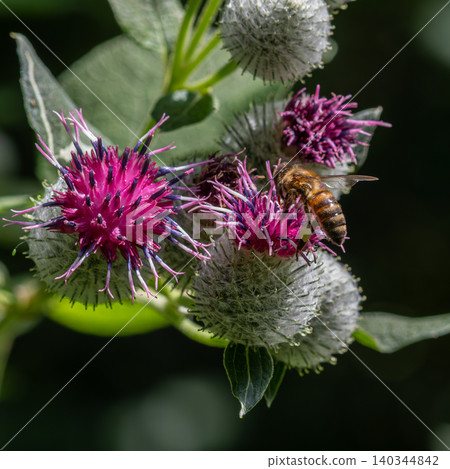 Woolly Burdock blossoms attract bees in a vibrant display of nature's beauty during summer 140344842