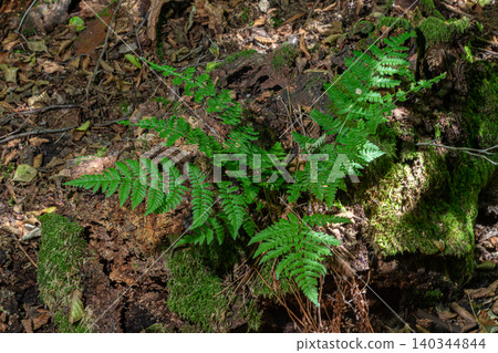 Lush male fern growing on forest floor surrounded by moss and natural debris in a sunlit woodland setting Lush male fern growing on forest floor surrounded by moss and natural debris in a sunlit woodland setting 140344844