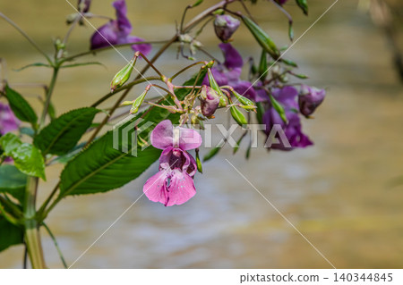 Himalayan balsam blooms near a water source showcasing its invasive species characteristics in a natural setting Himalayan balsam blooms near a water source showcasing its invasive species characteristics in a natural setting 140344845