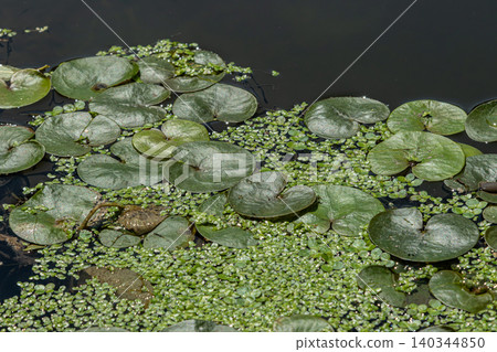 Floating frogbit plants create lush green carpet on calm water surface in tranquil aquatic habitat Floating frogbit plants create lush green carpet on calm water surface in tranquil aquatic habitat 140344850