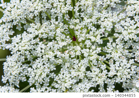 Wild carrot blooms in a vibrant display showcasing delicate white flowers on a sunny day Wild carrot blooms in a vibrant display showcasing delicate white flowers on a sunny day 140344855