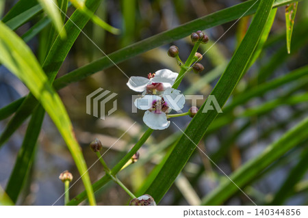 Common arrowhead plant thriving in wetland habitat showcasing delicate white flowers amid lush green leaves during sunny day 140344856