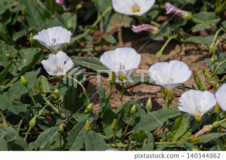 Field bindweed blooms in a natural setting showcasing delicate white flowers among green leaves during the sunny day Field bindweed blooms in a natural setting showcasing delicate white flowers among green leaves during the sunny day 140344862