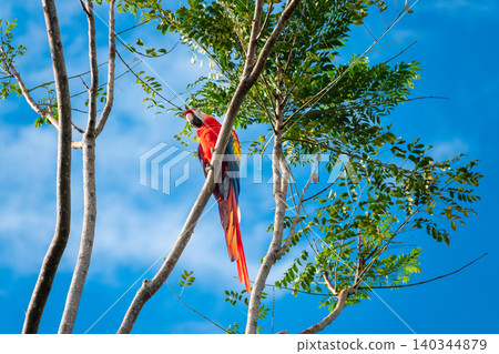 Scarlet Macaw Perched on a Tree Branch with blue sky background in Costa Rica 140344879
