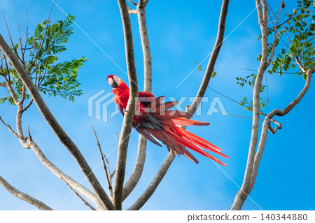 Scarlet Macaw Perched on a Tree Branch With its Wings Spread Open in Costa Rica 140344880