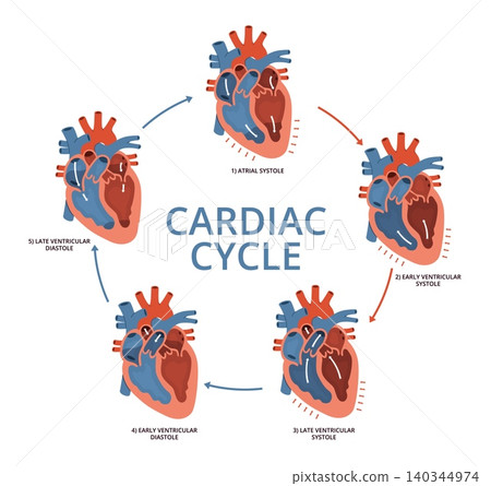 Cardiac cycle. Medical scheme, successive phases, heart muscle contraction and relaxation sequence, diastole stages with arrows, anatomy educational infographic, nowaday isolated vector set Cardiac cycle. Medical scheme, successive phases, heart muscle contraction and relaxation sequence, diastole stages with arrows, anatomy educational infographic, nowaday isolated vector set 140344974