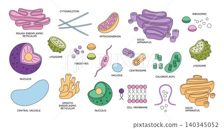 Cell organelles elements. Medical structure, biological functional unit, microscopic system, organs and tissues component, ribosomes and lysosome biology education concept, garish vector set Cell organelles elements. Medical structure, biological functional unit, microscopic system, organs and tissues component, ribosomes and lysosome biology education concept, garish vector set 140345052