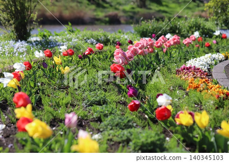 Colorful tulips and pansies bloom in the flowerbeds of the park along the river in spring. Colorful tulips and pansies bloom in the flowerbeds of the park along the river in spring. 140345103