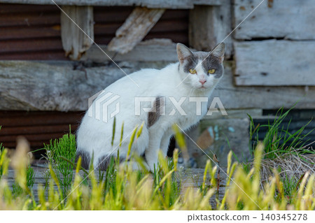 A stray cat living in a dilapidated barn: A rural scene in Hokkaido. A stray cat living in a dilapidated barn: A rural scene in Hokkaido. 140345278