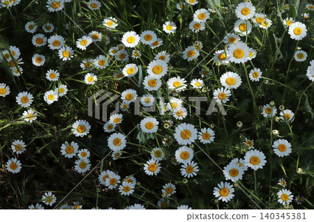 Daisy camomille flowers on field. White flowers background Daisy camomille flowers on field. White flowers background 140345381