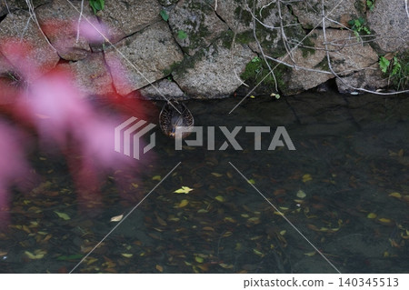 duck swimming in the river 140345513