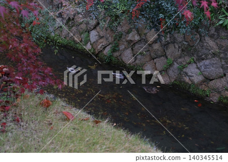 鴨子在河裡游泳 鴨子在河裡游泳 140345514
