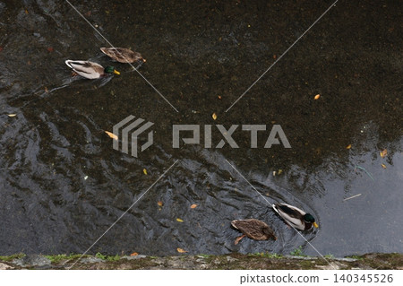 duck swimming in the river 140345526