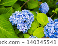 hydrangea   140345541