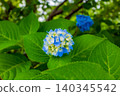hydrangea   140345542