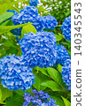 hydrangea   140345543