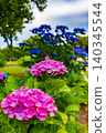 hydrangea   140345544